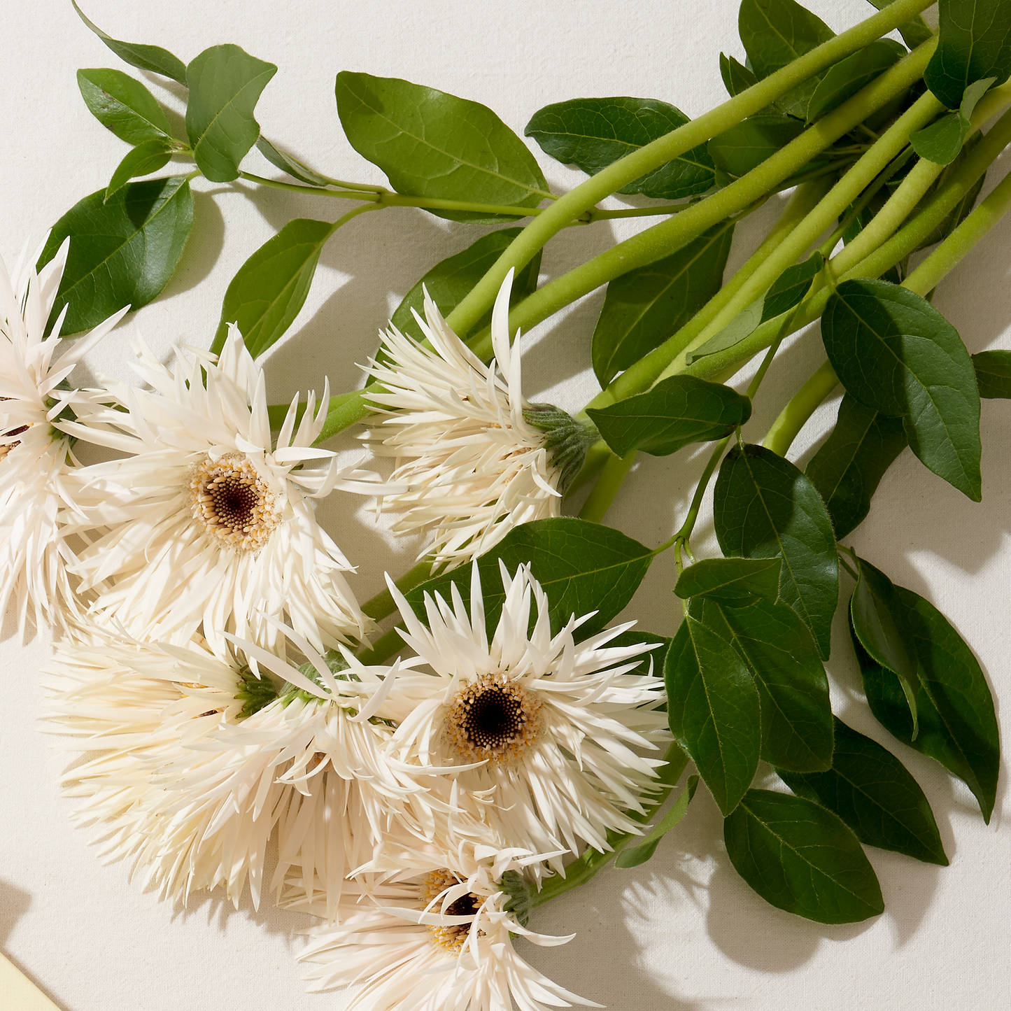 W. Dressroom Moisturizing Perfume Hand Cream | 20 Flower Shop